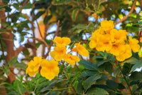 Esperanza Blumensamen zur Aussaat Wildblume Mischung Traditionssorte & ohne Gentechnik Samen Hausgarten