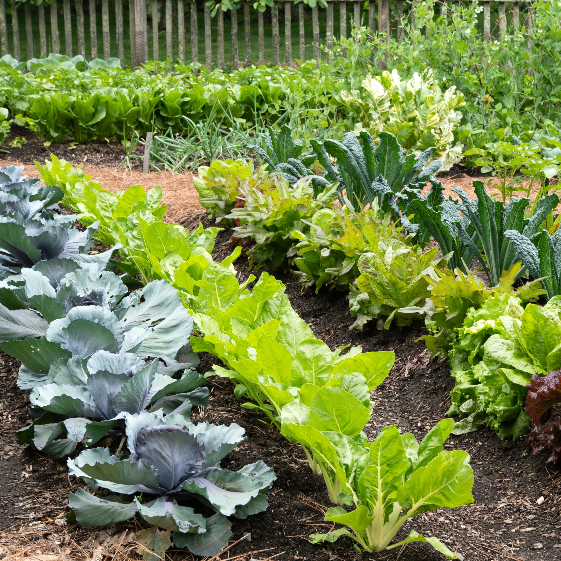 Celery Smallage Gemüsesamen for Home Gardens