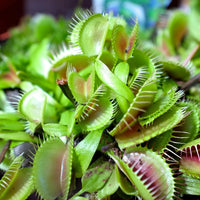 Venus fly trap blume samen for anpflanzung - cut blume favorite, heirloom & gmo free samen for home garten
 
 sale samen for anpflanzung in home garten