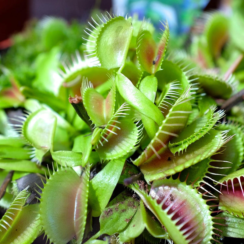 Venus fly trap blume samen for anpflanzung - cut blume favorite, heirloom & gmo free samen for home garten
 
 sale samen for anpflanzung in home garten