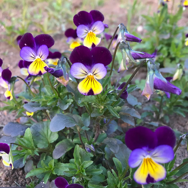 Jump up blume samen for anpflanzung bright blooms heirloom & gmo free samen for home garten 
 
 sale samen for home garten anpflanzung