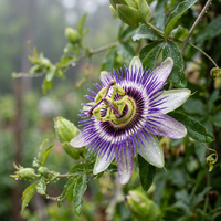 Passionsblumen Samen Mix – Samenfest, gentechnikfreie Bio-Gartensamen zum Pflanzen