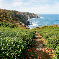 Camellia Sinensis Samen – Traditionelle Sorte, natürlich gezüchtet, für den Anbau
