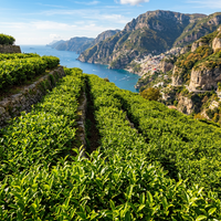 Camellia Sinensis Pflanzensamen für den Garten – Traditionell, nicht gentechnisch verändert