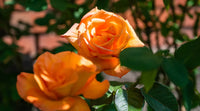 hell Orange Rose Blumensamen zur Aussaat – sonnenliebend – Traditionssorte & ohne Gentechnik Samen Hausgarten