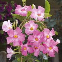 Trepadoras Blumensamen zur Aussaat duftend Blüten Traditionssorte & ohne Gentechnik Samen Hausgarten