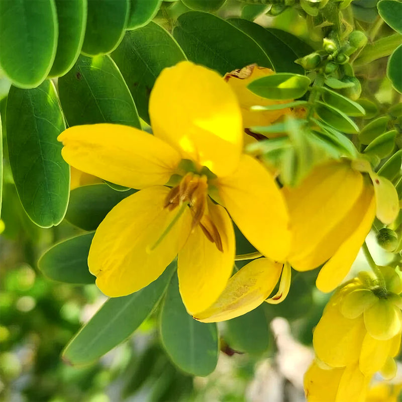 Semen Cassiae Blumensamen zur Aussaat – lang Blüte Saison – Traditionssorte & ohne Gentechnik Samen Hausgarten