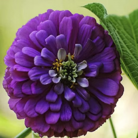 Zinnie Blumensamen zur Aussaat – saisonal Dauerblüher – Traditionssorte & ohne Gentechnik Samen Hausgarten