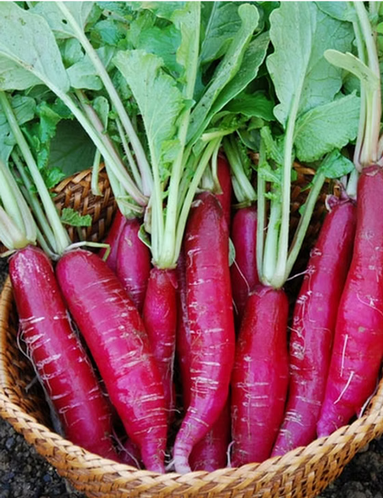 Semi di carota rossa da piantare