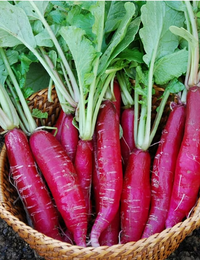 Rot Carrot Gemüse Samen zum Pflanzen