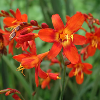 Crocosmia Blumensamen zur Aussaat saisonal Dauerblüher Traditionssorte & ohne Gentechnik Samen Hausgarten