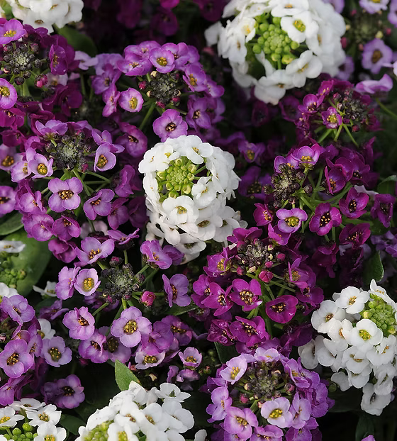 Alyssum Easter Bonnet Mischung bonnet Blumensamen zur Aussaat Bestäuber freundlich Traditionssorte & ohne Gentechnik Samen Hausgarten