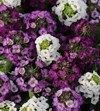 Alyssum Easter Bonnet Mischung bonnet Blumensamen zur Aussaat Bestäuber freundlich Traditionssorte & ohne Gentechnik Samen Hausgarten