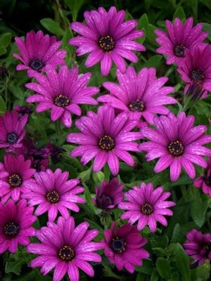 Lila Sonnenblume Blumensamen zur Aussaat – Wildblume Mischung – Traditionssorte & ohne Gentechnik Samen Hausgarten