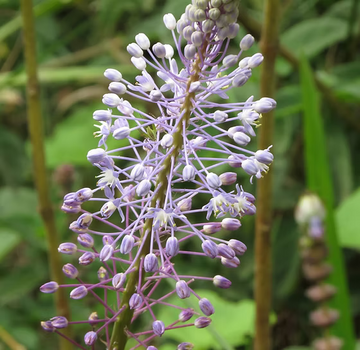 Merwilla Blumensamen zur Aussaat – Blüten für Ihren Garten