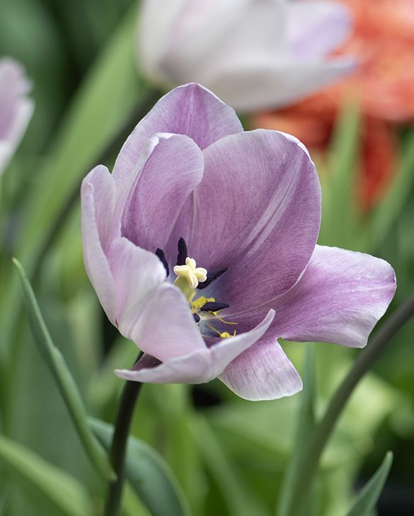 hell Lila Tulpe Blumensamen zur Aussaat Rich Blüten Traditionssorte & ohne Gentechnik Samen Hausgarten