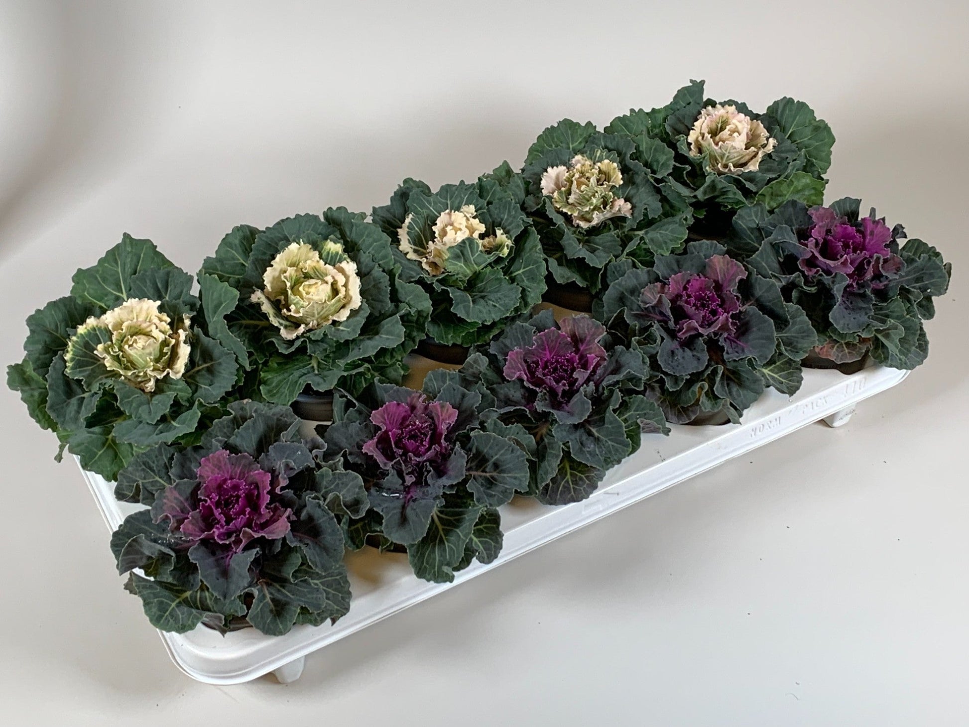Brassica oleracea mixed colour flower samen für aussaat