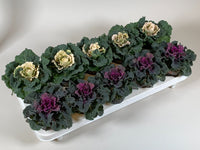 Brassica oleracea mixed colour flower samen für aussaat