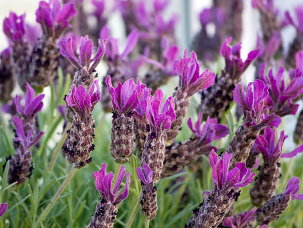 Lavendel Stoechas Blumensamen zur Aussaat – lang Blüte Saison – Traditionssorte & ohne Gentechnik Samen Hausgarten