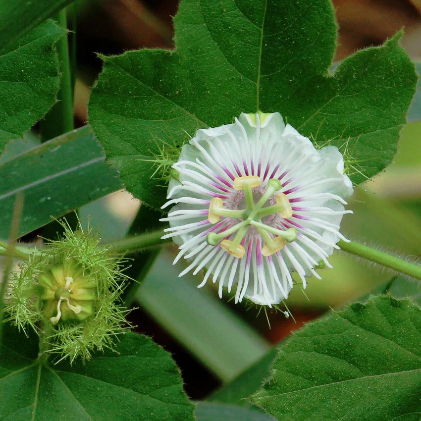 Weiß Passiflora Biflora Blumensamen zur Aussaat Samen elegant Weiß Blüten Gärten