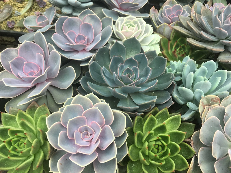 Succulent Blumensamen zur Aussaat Halbschatten verträglich Traditionssorte & ohne Gentechnik Samen Hausgarten