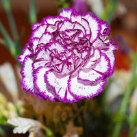 Weiß Violett Nelke Blumensamen zur Aussaat kompakt Wuchs Traditionssorte & ohne Gentechnik Samen Hausgarten