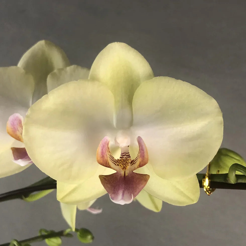 Light gelb phalaenopsis orchid samen blume samen for anpflanzung sun loving heirloom & gmo free samen for home garten 
 
 sale for anpflanzung in home garten