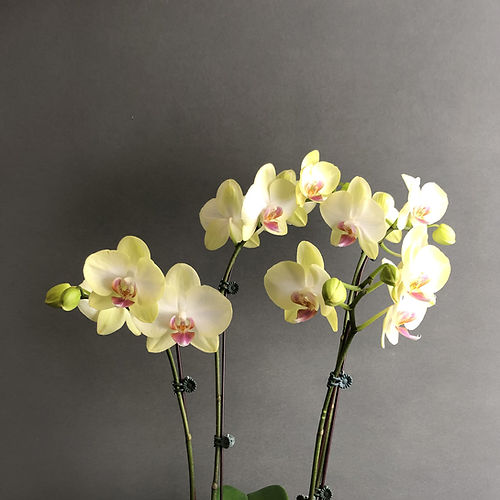 Light gelb orchid blume samen for anpflanzung - premium quality, heirloom & gmo free samen for home garten
 
 sale for anpflanzung in home garten