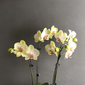 Light gelb orchid blume samen for anpflanzung - premium quality, heirloom & gmo free samen for home garten
 
 sale for anpflanzung in home garten
