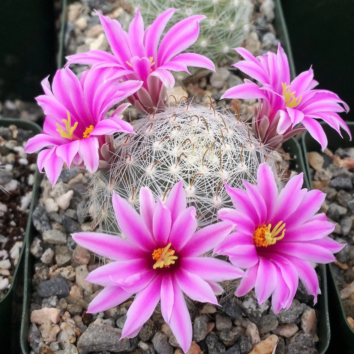Gemischt Mammillaria Blumensamen zur Aussaat farbenfroh Schau Traditionssorte & ohne Gentechnik Samen Hausgarten