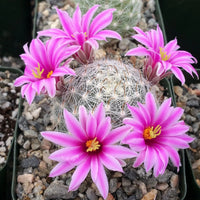 Gemischt Mammillaria Blumensamen zur Aussaat farbenfroh Schau Traditionssorte & ohne Gentechnik Samen Hausgarten
