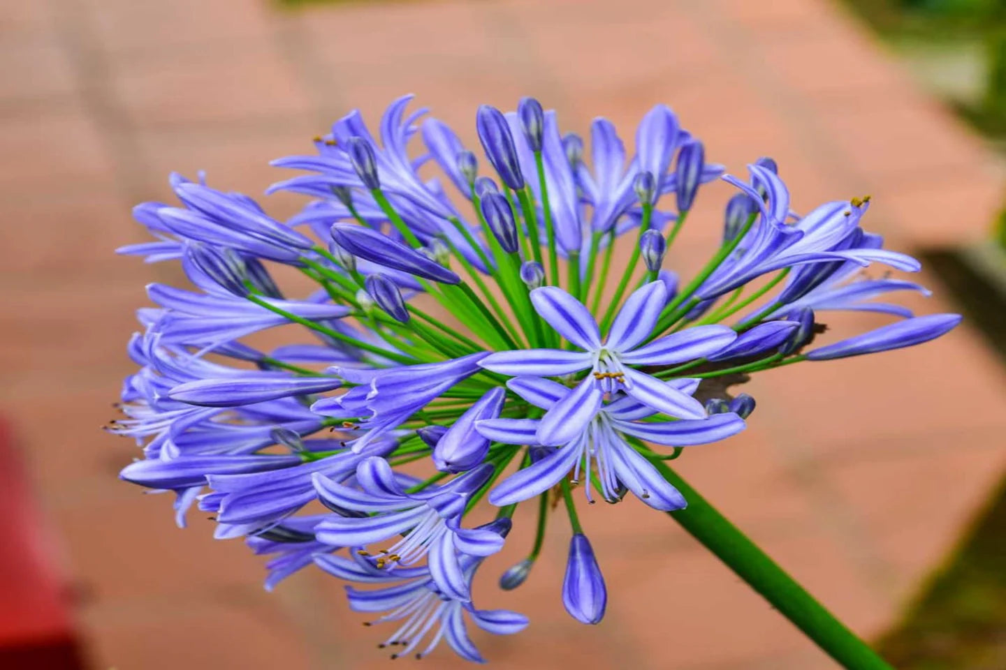 Violett Agapanthus Blumensamen zur Aussaat robust Sorte Traditionssorte & ohne Gentechnik Samen Hausgarten