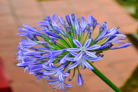 Violett Agapanthus Blumensamen zur Aussaat robust Sorte Traditionssorte & ohne Gentechnik Samen Hausgarten