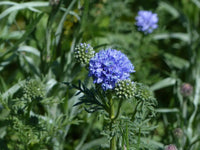 Globe (globe gilia) samen for anpflanzung in home garten