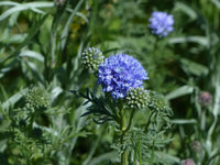 Globe Gilia Blumensamen zur Aussaat robust Sorte Traditionssorte & ohne Gentechnik Samen Hausgarten