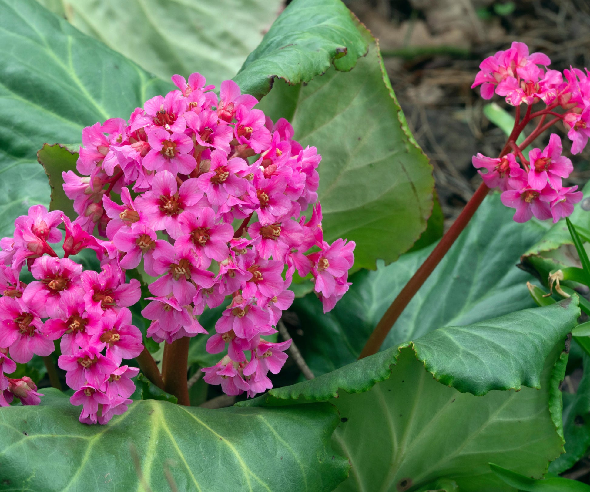 Gemischt Bergenia Blumensamen zur Aussaat – robust Sorte – Traditionssorte & ohne Gentechnik Samen Hausgarten