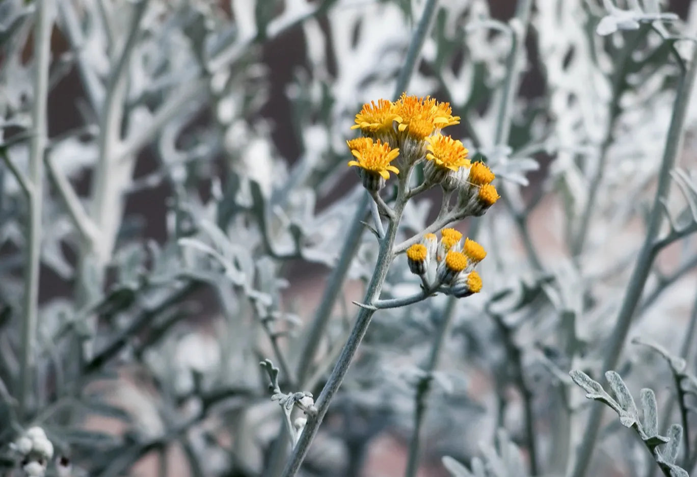 Gray Cineraria Dusty Blumensamen zur Aussaat – Drought verträglich – Traditionssorte & ohne Gentechnik Samen Hausgarten
