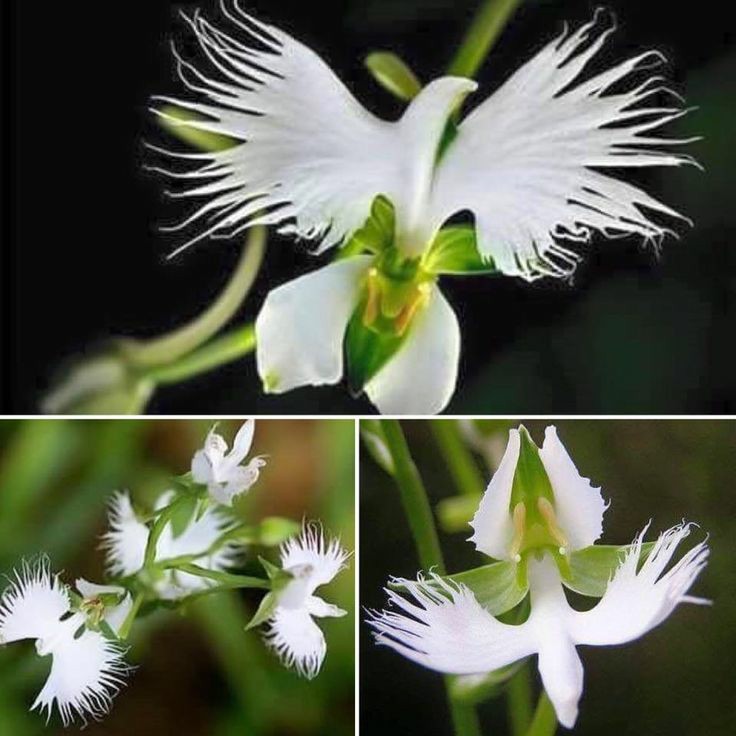 Dove Orchidee Blumensamen zur Aussaat – kompakt Wuchs – Traditionssorte & ohne Gentechnik Samen Hausgarten