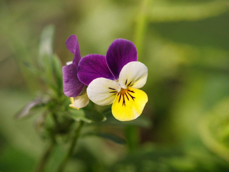 Stiefmütterchen Swiss Blumensamen zur Aussaat robust Sorte Traditionssorte & ohne Gentechnik Samen Hausgarten
