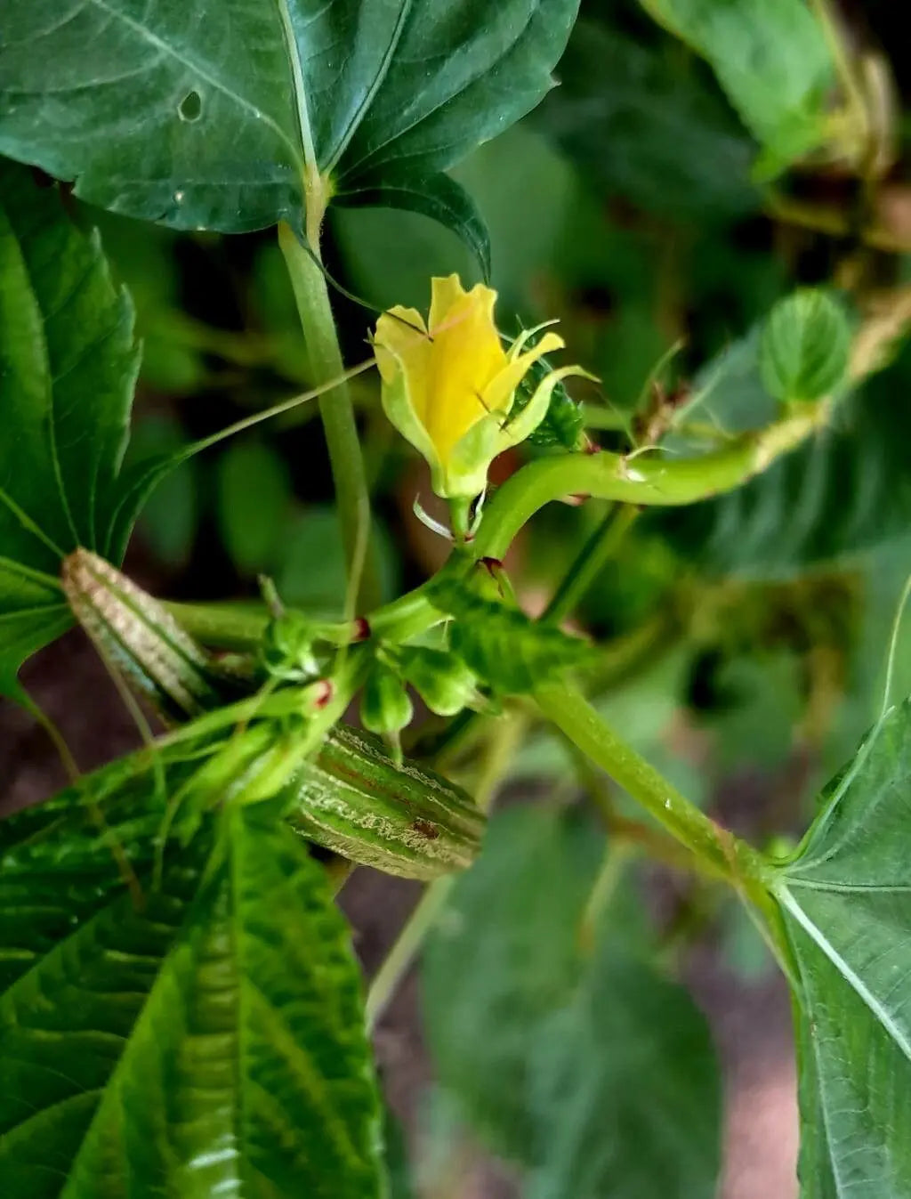 Corchorus Blumensamen zur Aussaat – saisonal Dauerblüher – Traditionssorte & ohne Gentechnik Samen Hausgarten