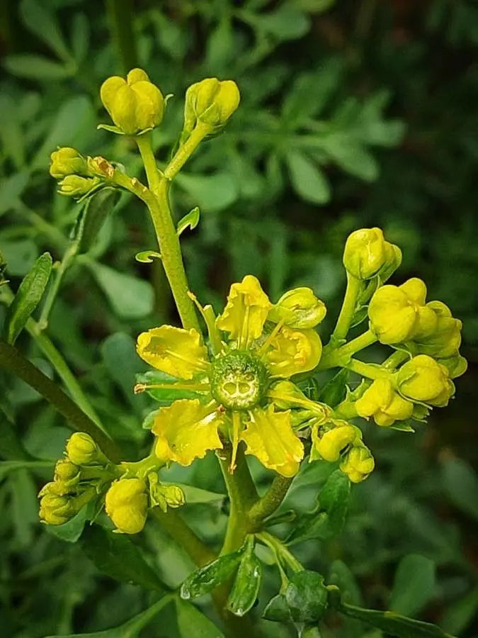 Variedad tradicional de ruda (Ruta graveolens), semillas de flores para siembra, tolerante a la sequía, variedad tradicional y sin organismos modificados genéticamente, semillas para jardín doméstico