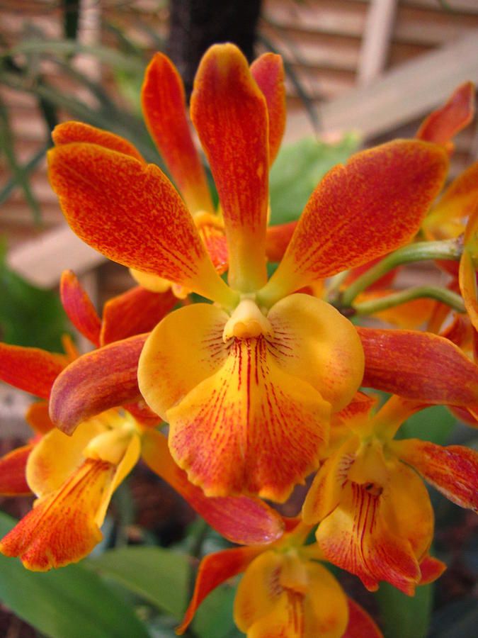 Schmetterlingsorchidee Orchidee Blumensamen zur Aussaat farbenfroh Schau Traditionssorte & ohne Gentechnik Samen Hausgarten