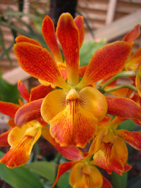 Schmetterlingsorchidee Orchidee Blumensamen zur Aussaat farbenfroh Schau Traditionssorte & ohne Gentechnik Samen Hausgarten