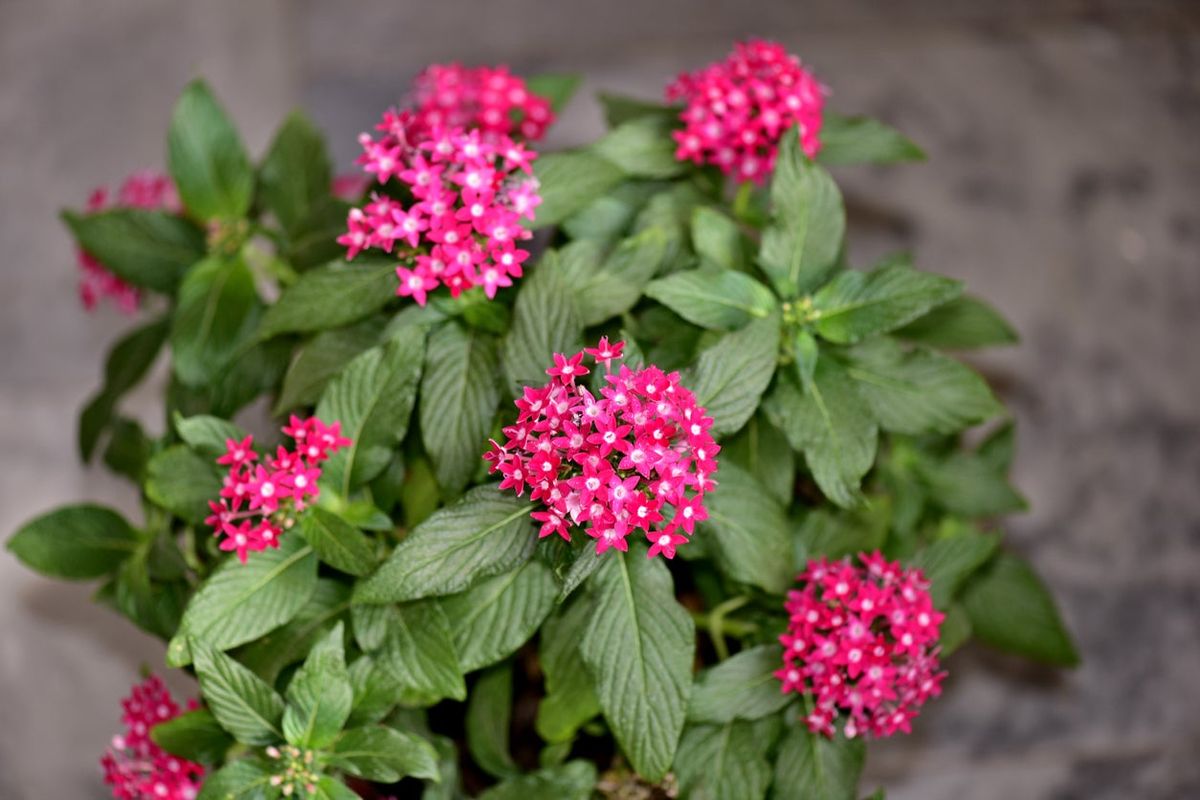 Rosa Pentas Blumensamen zur Aussaat – leuchtend – Traditionssorte & ohne Gentechnik Samen Hausgarten