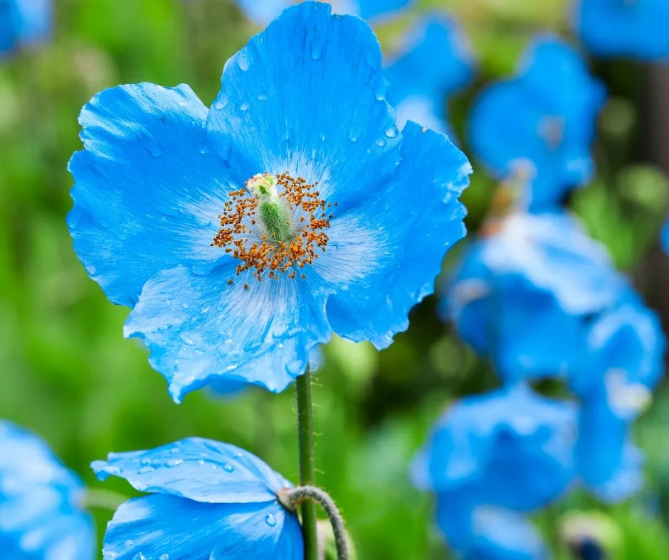 Blau Himalayan Poppy Tibetan Meconopsis Blumensamen zur Aussaat – leuchtend Garten Blüten