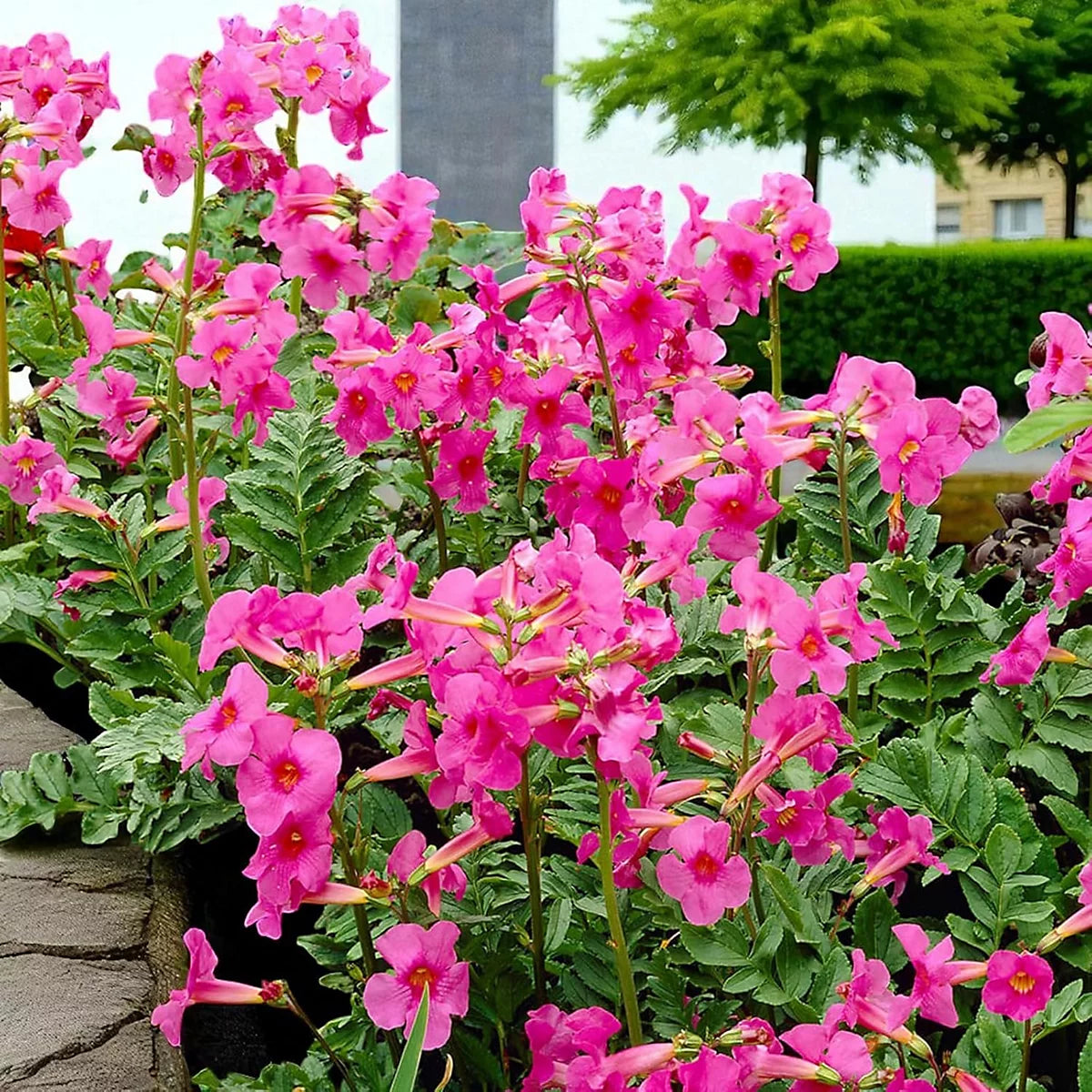 Incarvillea Delavayi Blumensamen zur Aussaat – Halbschatten verträglich – Traditionssorte & ohne Gentechnik Samen Hausgarten