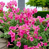 Incarvillea Delavayi Blumensamen zur Aussaat – Halbschatten verträglich – Traditionssorte & ohne Gentechnik Samen Hausgarten