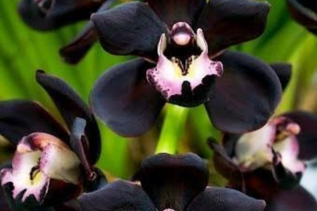 Cymbidium Blumensamen zur Aussaat – lang Blüte Saison – Traditionssorte & ohne Gentechnik Samen Hausgarten