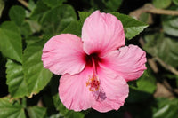 Hibiscus (hibiscus bonsai) samen for anpflanzung in home garten