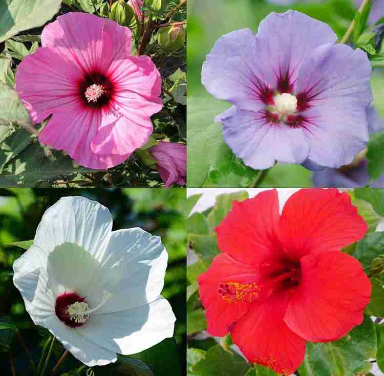 Hibiskus Makinoi Chinese Hibiskus Samen
